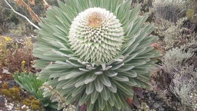 9 Days Mount Kilimanjaro Trekking – Lemosho Route - Image - 7612